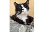 Adopt Aloha a All Black Domestic Longhair / Domestic Shorthair / Mixed cat in