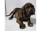 Adopt Ennis a Brindle Plott Hound / Hound (Unknown Type) / Mixed dog in New