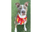 Adopt Tip a Tan/Yellow/Fawn American Pit Bull Terrier / Mixed dog in Kansas