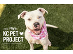 Adopt Niya a White American Pit Bull Terrier / Mixed dog in Kansas City