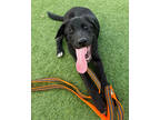 Adopt Tarzan a Black Mixed Breed (Large) / Mixed dog in Kansas City