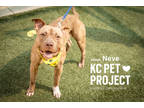 Adopt Neve a Brown/Chocolate American Pit Bull Terrier / Mixed dog in Kansas