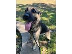 Adopt Verlander a Black German Shepherd Dog / Mixed dog in Kansas City