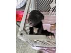 Adopt Bruce a Black Mixed Breed (Large) / Mixed dog in Kansas City