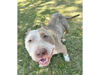 Adopt Bruce Banner a Tan/Yellow/Fawn American Pit Bull Terrier / Mixed dog in