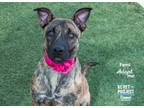 Adopt Femi a Brown/Chocolate Mixed Breed (Large) / Mixed dog in Kansas City