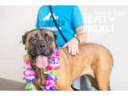 Adopt Missy May a Brown/Chocolate Mastiff / Mixed dog in Kansas City