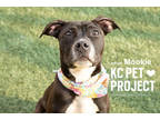 Adopt Mookie a Black American Pit Bull Terrier / Mixed dog in Kansas City