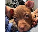 Adopt Zuma a Brown/Chocolate American Pit Bull Terrier / Mixed dog in Kansas
