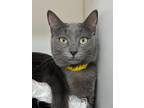 Adopt SUNNY a Gray or Blue Domestic Mediumhair / Domestic Shorthair / Mixed cat