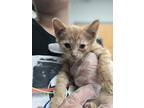 Adopt Mrs. Evans a Orange or Red Domestic Shorthair / Domestic Shorthair / Mixed
