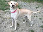 Adopt Asher a Tan/Yellow/Fawn Labrador Retriever / Mixed dog in Brattleboro