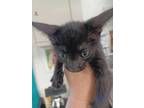 Adopt 23-886C a All Black Domestic Shorthair / Domestic Shorthair / Mixed cat in