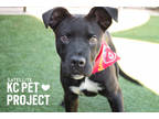 Adopt Satellite a Black Mixed Breed (Large) / Mixed dog in Kansas City