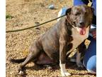 Adopt willow a Brindle - with White Terrier (Unknown Type
