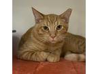 Adopt Nash G (aka Nala) a Orange or Red Domestic Shorthair / Mixed cat in