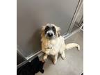 Adopt Clara a Tan/Yellow/Fawn Great Pyrenees / Mixed dog in Dallas