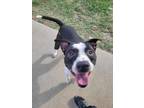 Adopt Staten a Gray/Blue/Silver/Salt & Pepper Mixed Breed (Large) / Mixed dog in