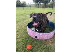 Adopt Rex a Brown/Chocolate Mixed Breed (Large) / Mixed dog in Dallas