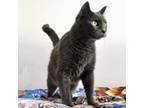 Adopt Paige a Domestic Short Hair