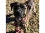 Adopt Huckleberry a Brindle Shepherd (Unknown Type) / Mixed dog in Dallas
