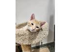 Adopt Arnold a Orange or Red Domestic Shorthair / Domestic Shorthair / Mixed cat