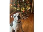 Adopt Finnigan a White American Pit Bull Terrier / Mixed dog in Kansas City