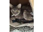 Adopt Allegra a Gray or Blue Domestic Shorthair / Domestic Shorthair / Mixed cat