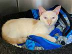 Adopt Birdie a White Domestic Shorthair / Domestic Shorthair / Mixed cat in