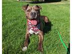 Adopt Charlie Brown a Brown/Chocolate American Pit Bull Terrier / Mixed dog in