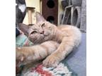 Adopt TJ a Cream or Ivory Domestic Shorthair / Domestic Shorthair / Mixed cat in