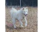 Adopt Pearl a White Husky / Mixed dog in Salem, OR (38952475)