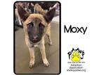 Adopt Moxy a Tan/Yellow/Fawn Husky / Mixed dog in Newburgh, IN (39063175)