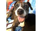 Adopt Chanel FKA Sweetie a Brindle Mixed Breed (Large) / Mixed dog in West