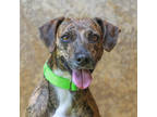 Adopt Sassy a Brindle Hound (Unknown Type) / Mixed dog in Lihue, HI (38928944)