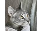 Adopt Glouberman a Gray or Blue Domestic Shorthair / Domestic Shorthair / Mixed