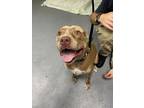 Adopt Marble a Red/Golden/Orange/Chestnut American Pit Bull Terrier / Mixed dog