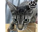 Adopt REBA a All Black Domestic Shorthair / Domestic Shorthair / Mixed cat in