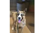 Adopt Bucee a Tan/Yellow/Fawn Husky / Mixed dog in Arlington, TX (39055027)