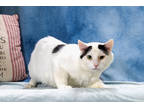 Adopt Tyson a White Domestic Shorthair / Domestic Shorthair / Mixed (short coat)