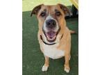 Adopt Dwayne a Tan/Yellow/Fawn Mixed Breed (Large) / Mixed dog in Chesapeake