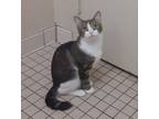 Adopt Coda a White Japanese Bobtail / Domestic Shorthair / Mixed cat in CHICAGO