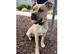 Adopt Shrek a Tan/Yellow/Fawn American Staffordshire Terrier / Mixed dog in