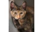 Adopt Valentina a All Black Domestic Shorthair / Domestic Shorthair / Mixed cat