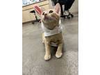 Adopt Pooh Bear a Orange or Red Domestic Shorthair / Domestic Shorthair / Mixed