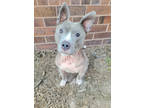 Adopt Lamia a Gray/Blue/Silver/Salt & Pepper American Pit Bull Terrier / Mixed