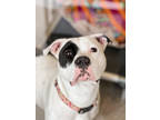 Adopt Cherry a White American Pit Bull Terrier / Mixed dog in Fishers