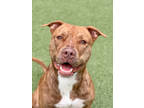 Adopt Buddy Man a Brown/Chocolate American Pit Bull Terrier / Mixed Breed