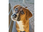 Adopt Ambrose a Red/Golden/Orange/Chestnut Mixed Breed (Large) / Mixed dog in