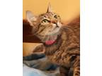 Adopt Maria a Tan or Fawn Domestic Mediumhair / Domestic Shorthair / Mixed cat